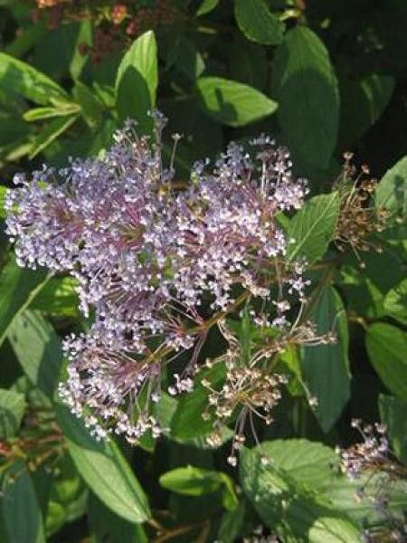 Céanothe caduc 'Marie Bleu'®