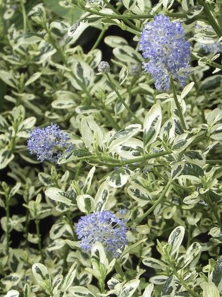 Céanothe de Santa Barbara, Lilas de Californie 'Cool Blue '
