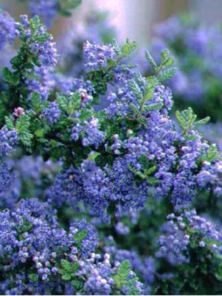 Céanothe de Santa Barbara, Lilas de Californie