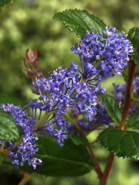 Céanothe, Lilas de Californie 'Autumnal Blue'