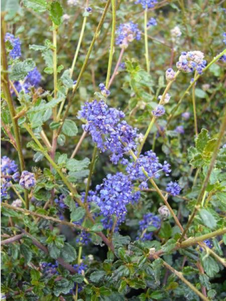 Céanothe, Lilas de Californie 'Blue Sapphyre'