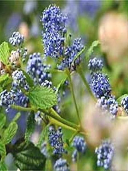 Céanothe, Lilas de Californie 'Burkwoodii'
