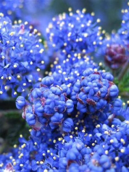 Céanothe, Lilas de Californie 'Edinburgh'