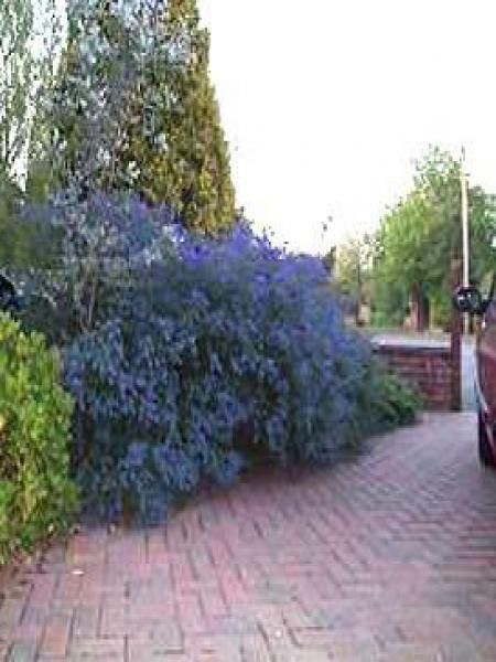 Céanothe, Lilas de Californie 'Italian Skies'