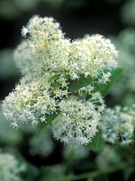 Céanothe, Lilas de Californie 'Millerton Point'