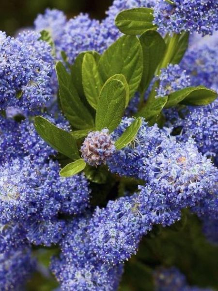 Céanothe, Lilas de Californie 'Skylark'