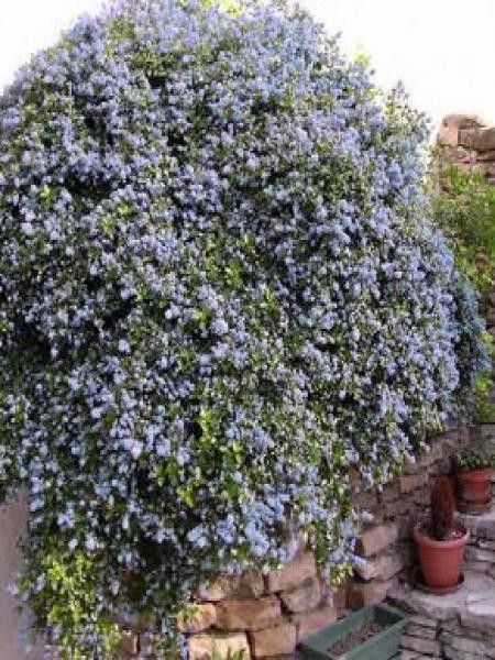 Céanothe, Lilas de Californie tapissant