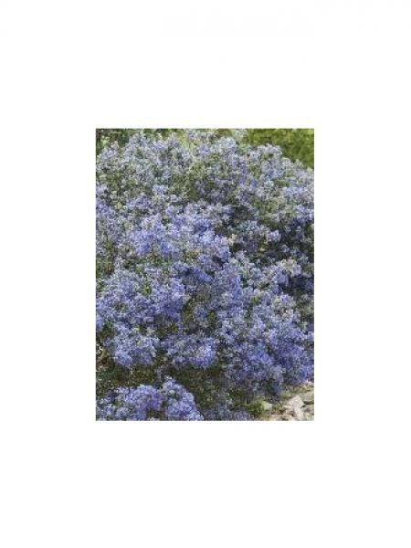 Céanothe, Lilas de Californie 'Tuxedo'