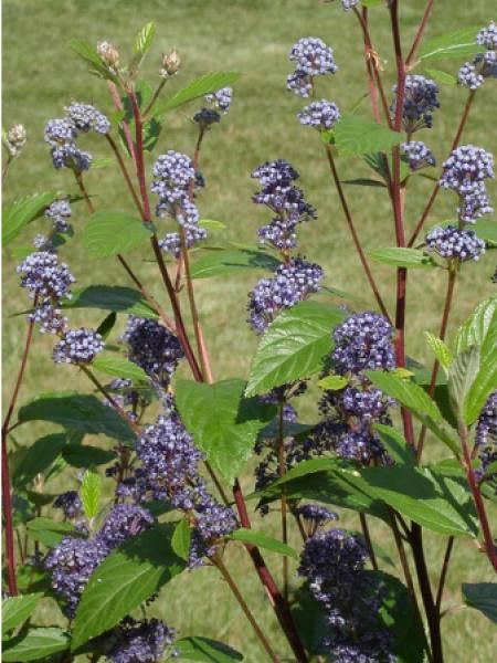 Ceanothus delilianus 'Comtesse De Paris'