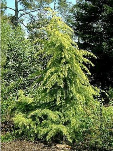 Cèdre de l'Atlas doré