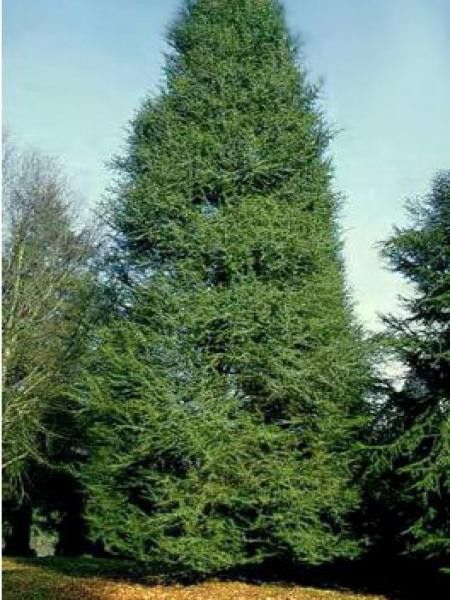 Cèdre de l'Atlas fastigié