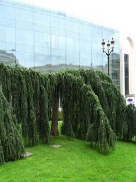 Cèdre de l'Atlas pleureur