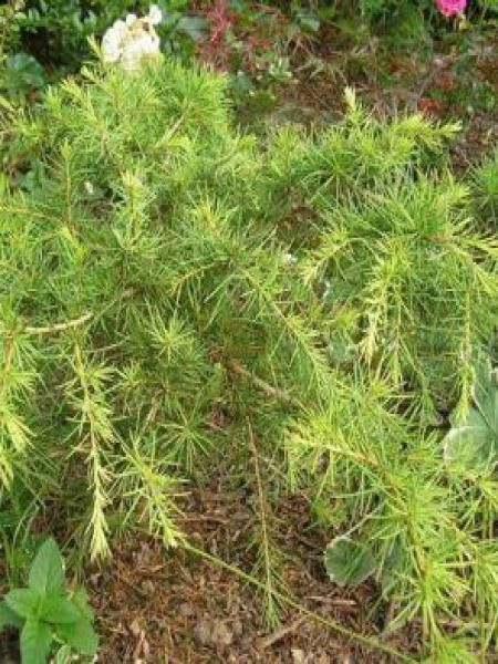 Cèdre de l'Himalaya doré nain