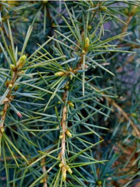 Cèdre de l'Himalaya 'Mr blue'