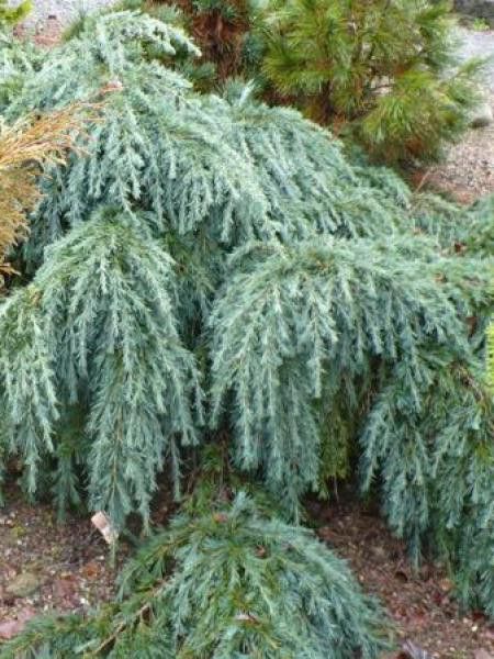 Cèdre de l'Himalaya nain