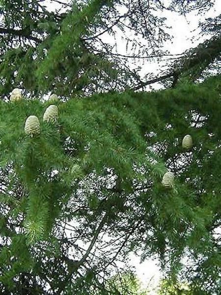 Cèdre de l'Himalaya