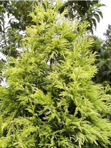 Cèdre du Japon 'Barabits Gold'