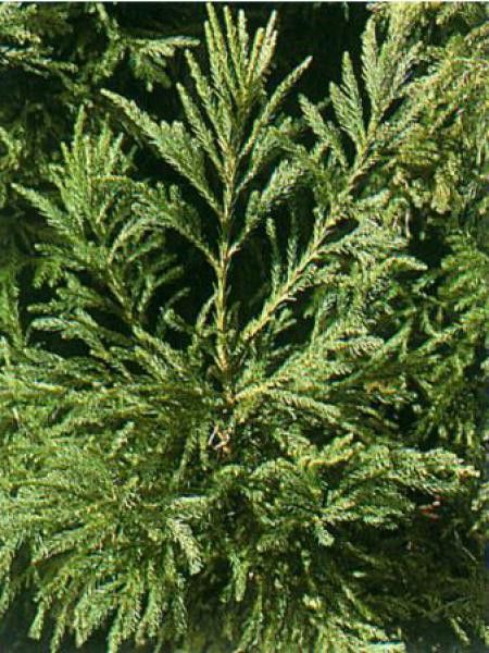 Cèdre du Japon 'Cristata'