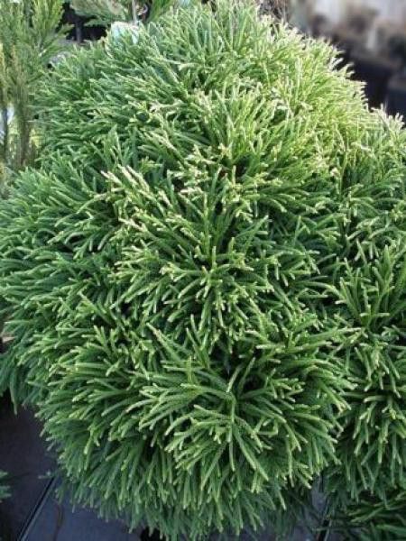 Cèdre du Japon 'Little Champion'