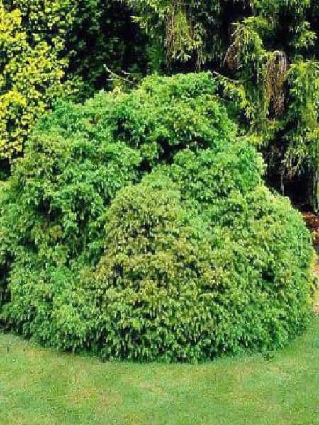 Cèdre du Japon 'Monstrosa Nana'