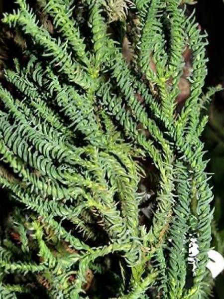 Cèdre du Japon 'Rasen-sugi'