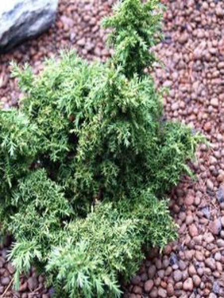 Cèdre du Japon 'Yokohama'