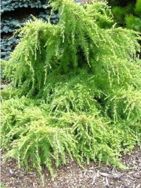 Cèdre 'Lime Glow'
