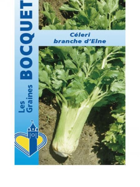 Céleri branche 'd'Elne'