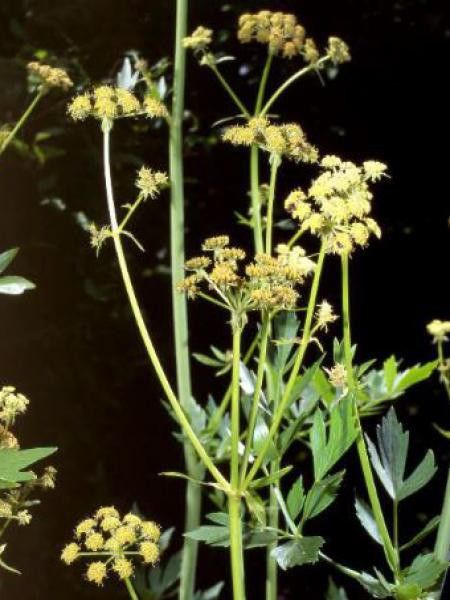 Céleri perpétuel, Livèche officinale