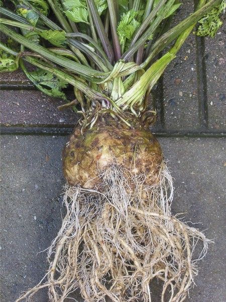 Céleri sauvage, Ache des marais