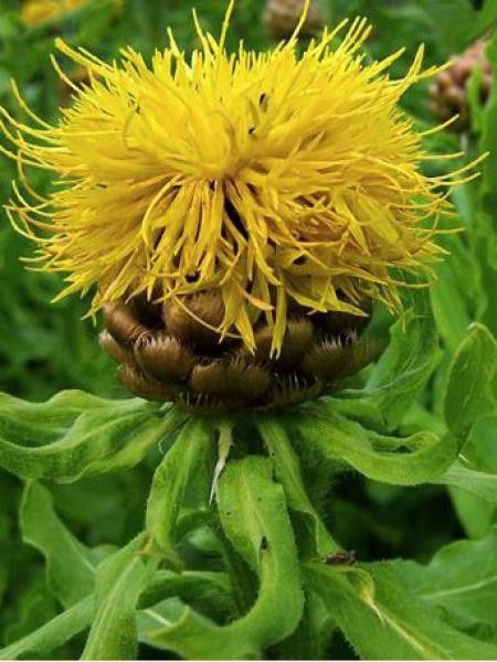 Centaurée à grosses têtes