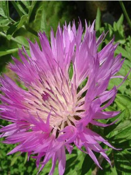 Centaurée pulcherrima