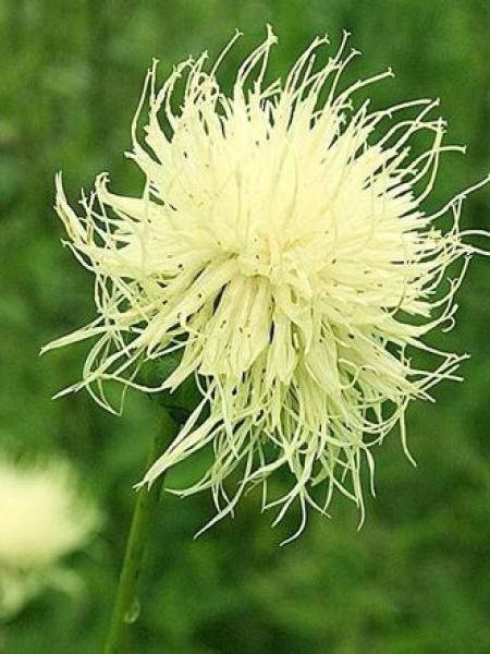 Centaurée ruthenica