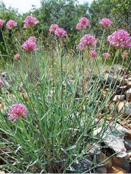 Centranthe de Lecoq, Valériane