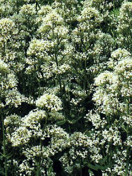 Centranthus ruber 'Alba'