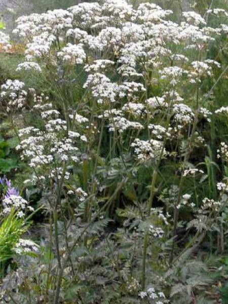 Cerfeuil 'Ravenswing'