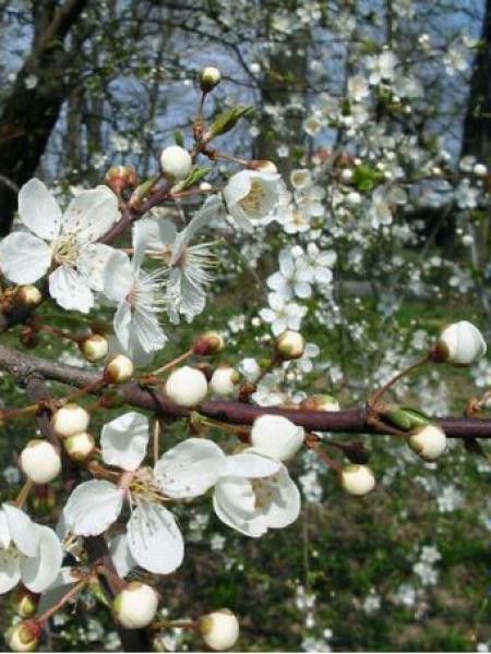 Cerisier à fleurs, Prunier myrobolan