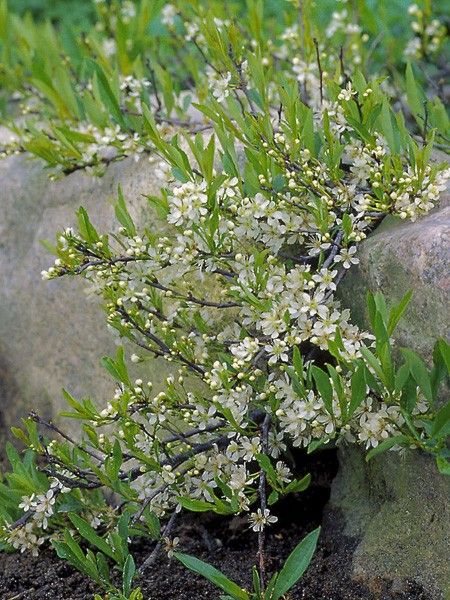 Cerisier à fleurs rampant
