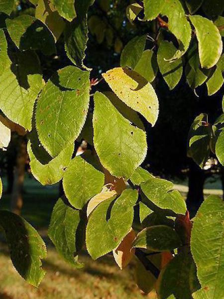 Cerisier à grappes, Bois puant