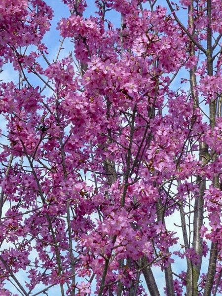 Cerisier à grappes 'Collingwood Ingram'