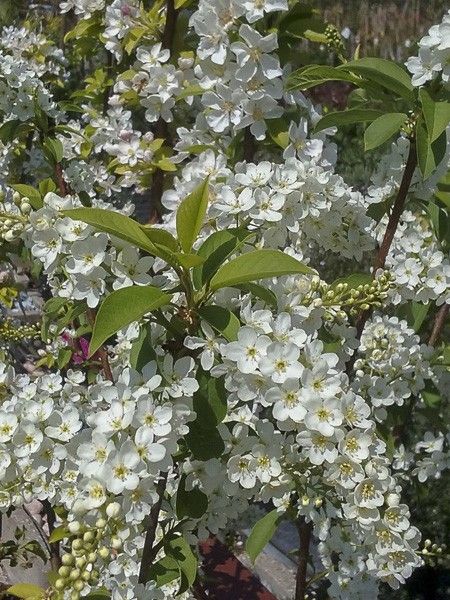 Cerisier à grappes 'Le Thoureil'