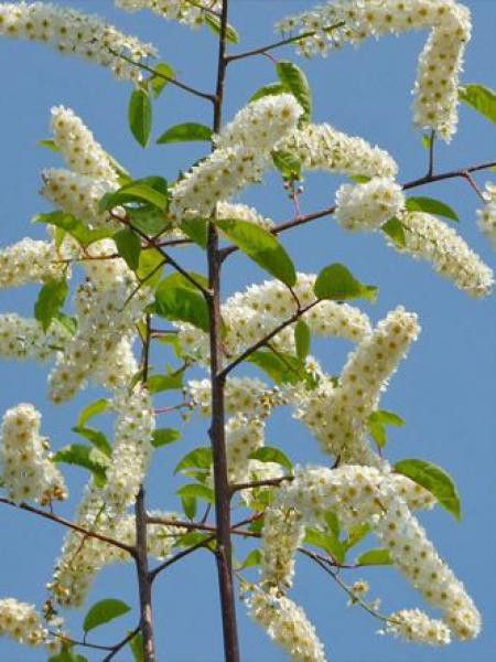 Cerisier à grappes 'Watereri'