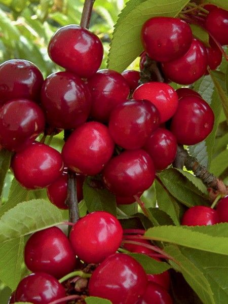 Cerisier 'Bigarreau Bigalise 'enjidel''