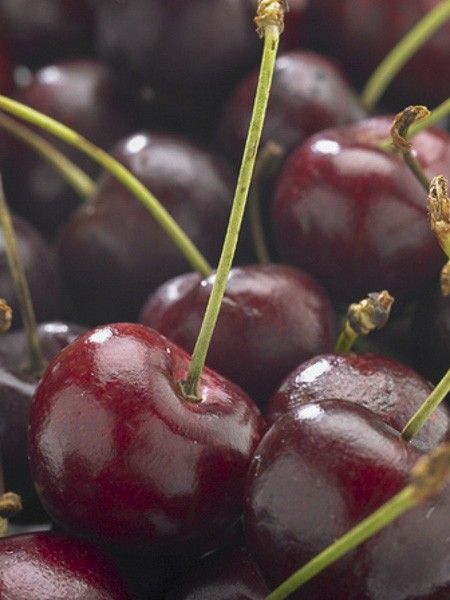 Cerisier 'Bigarreau de La Saint Jean'