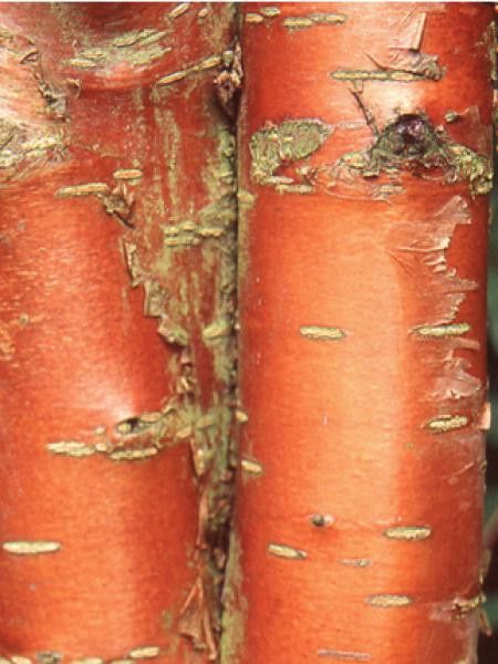 Cerisier de mandchourie 'Amber Beauty'