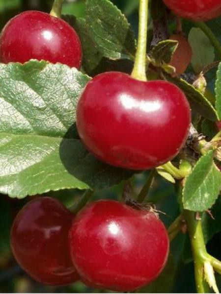 Cerisier 'Early Rivers'