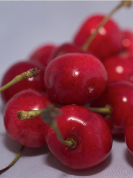 Cerisier 'Géant d'Hedelfingen'