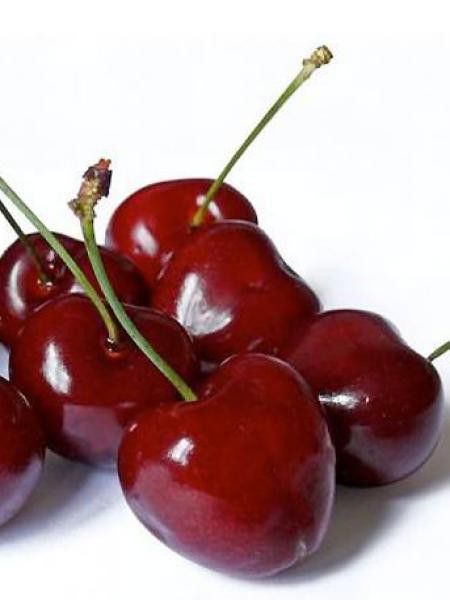 Cerisier 'Griotte du Nord'