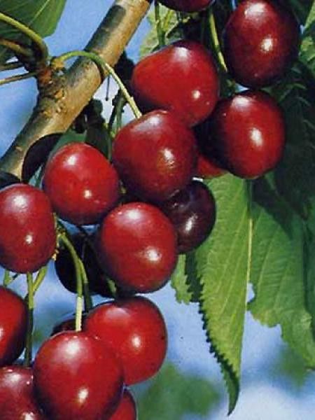 Cerisier 'Hedelfinger Riesenkirsche'