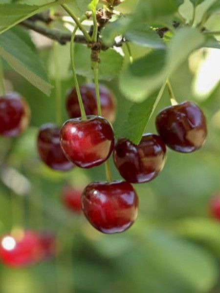 Cerisier nain 'Garden Bing'